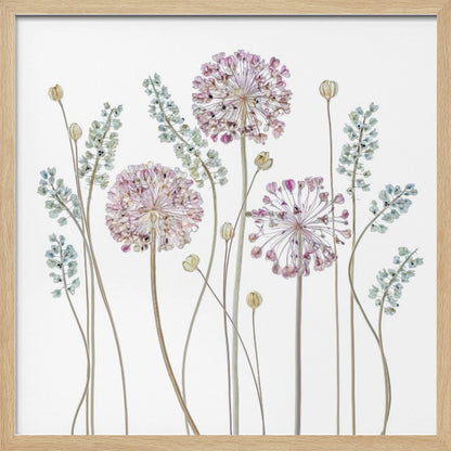 A botanical art print in a light wood frame, featuring delicate pressed allium flowers with pink and purple globes and slender stems, interspersed with sprigs of muted blue-green foliage against a clean white background. Poster