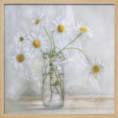 A delicate still life photograph of several white daisies with bright yellow centers in a clear glass jar. The arrangement sits on a light wooden surface against a backdrop of soft, draped white fabric. The entire image is enclosed in a light wood frame. Artwork