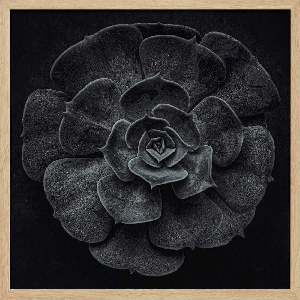 A framed black and white, top-down photograph of a succulent. The intricate, textured leaves of the plant form a perfect rosette, creating a strong contrast against the solid black background. Poster