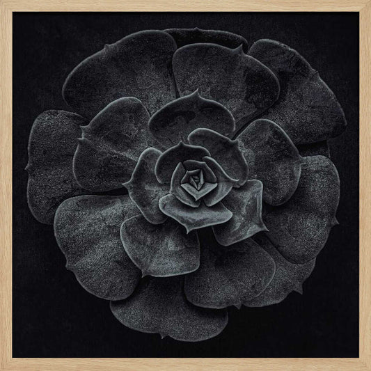 A framed black and white, top-down photograph of a succulent. The intricate, textured leaves of the plant form a perfect rosette, creating a strong contrast against the solid black background. Poster