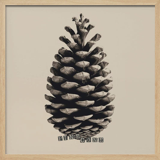 Pine Cone - Poster / Art Print