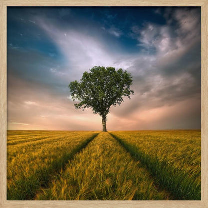 A solitary green tree stands proudly in the center of a golden wheat field. A path created by tire tracks leads directly to the tree. The sky above is a dramatic mix of dark, moody clouds and the warm glow of a sunset on the horizon. The photograph is enclosed in a simple, light-colored wood frame. Print