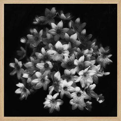 A moody black and white close-up photograph of a cluster of small, delicate star-shaped flowers against a solid black background, presented in a light brown wooden frame. Poster