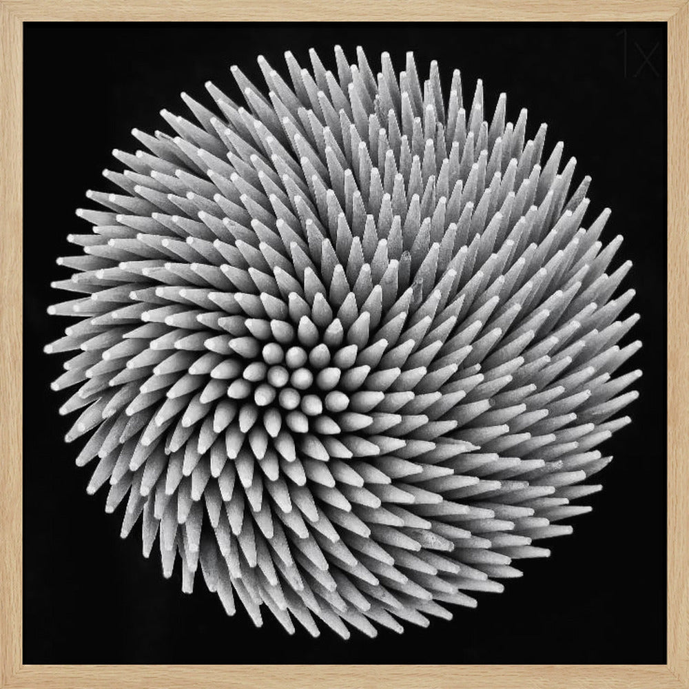 A framed, black and white, top-down macro photograph of a dense, circular bundle of wooden toothpicks. The points of the toothpicks radiate outwards in a swirling, spiral pattern, creating a highly textured and spiky sphere against a solid black background. Artwork