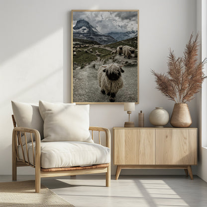A vertical photograph of a flock of Valais Blacknose sheep on a winding path in a mountain valley, with a large, shaggy sheep in the foreground and the cloud-covered peak of the Matterhorn in the background. Print