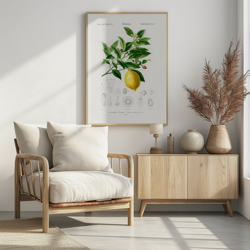 Lemon (citrus Limonium) - Poster / Art Print