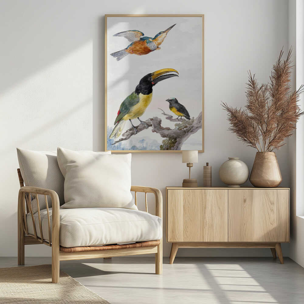 A vintage ornithological illustration of three colorful birds against a light background, framed in black. At the top, a kingfisher is depicted in flight. Below, a large toucan with a prominent yellow beak and a smaller bird are perched on a branch. Print