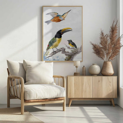 A vintage ornithological illustration of three colorful birds against a light background, framed in black. At the top, a kingfisher is depicted in flight. Below, a large toucan with a prominent yellow beak and a smaller bird are perched on a branch. Print