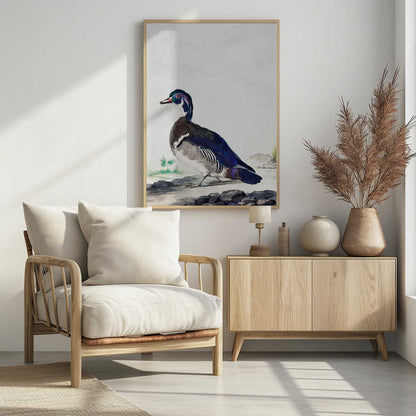A vintage scientific illustration of a wood duck standing on a rocky shore, shown in profile. The bird has an iridescent blue and green head, a white throat, and deep blue wings, all set against a light, neutral background and presented in a simple black frame. Poster
