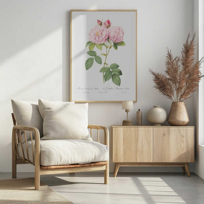A classic botanical illustration of a pink Damask Rose stem featuring two large, fully bloomed flowers, two smaller buds, and detailed green leaves against a white background. Cursive script is visible at the bottom. The print is housed in a simple black frame. Poster