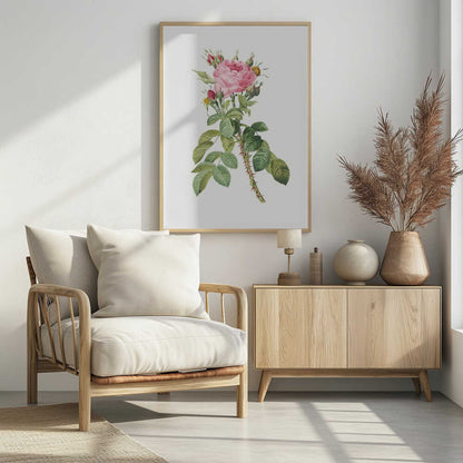 A framed vintage botanical illustration of a pink rose on a white background. The central stem is covered in sharp red thorns and has abundant green leaves. At the top, a large multi-petaled pink rose is in full bloom, surrounded by smaller red and pink buds. Artwork