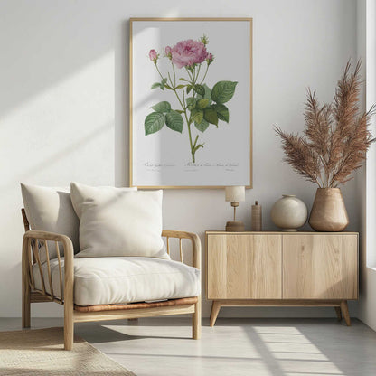 A vintage botanical illustration of a pink rose plant with one large, fully bloomed flower and several smaller buds. The plant has green leaves and is set against a plain white background, framed in black. There is cursive text at the bottom identifying the species. Poster