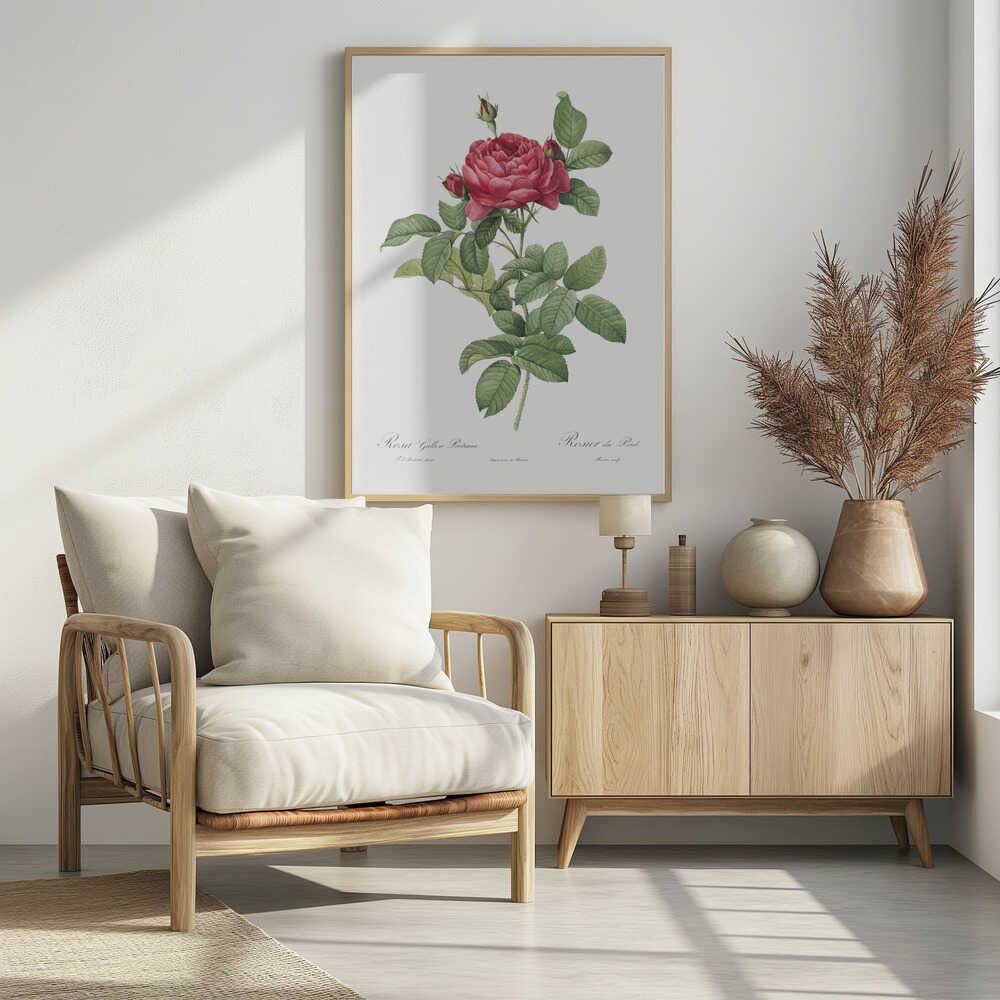 A vintage botanical illustration of a Rosa Gallica Pontiana, also known as Rosier du Pont. The artwork features a single stem with a large, fully bloomed deep pink rose, several smaller buds, and lush green leaves against an off-white background, all enclosed in a simple black frame. Poster