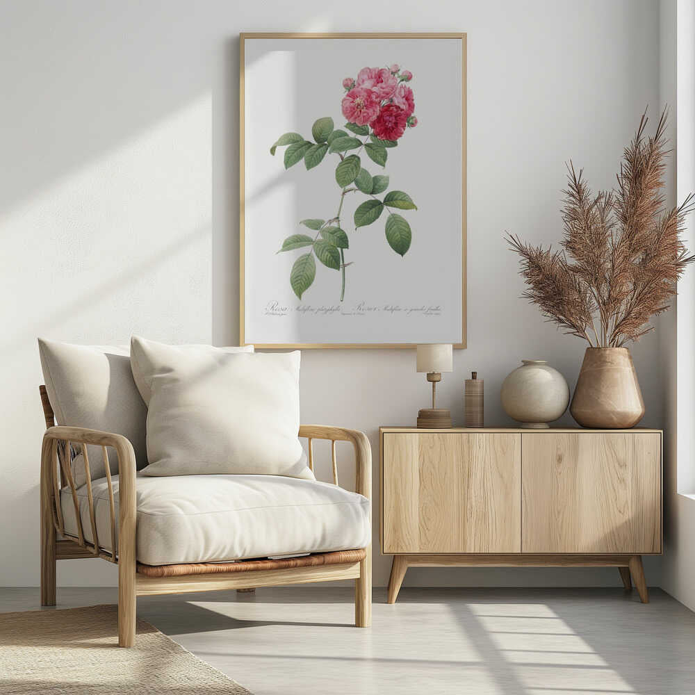 A framed vintage botanical illustration of a Rosa Multiflora platyphylla. The artwork features a single plant stem with green serrated leaves and a cluster of pink and deep red roses at the top. The background is a clean off-white, and there is cursive text at the bottom identifying the flower. Poster