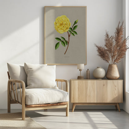 A vintage botanical illustration of a single yellow rose, labeled 'Madame Falcot'. The vibrant, fully bloomed yellow flower is shown on a brown stem with green leaves and a small bud, set against a neutral gray-beige background and enclosed in a simple black frame. Artwork