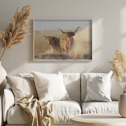 A framed photograph of two majestic Highland cattle with long, shaggy reddish-brown fur and impressive curved horns, standing together in a sunlit field of tall, golden-brown grass. Artwork