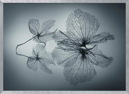 A framed, monochromatic photograph of two delicate skeleton flowers resting on a reflective surface. The intricate, web-like veins of the dried flowers are shown in close-up detail, and their faint reflections are visible below. The background is a soft, out-of-focus gray gradient. Artwork