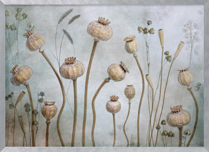 A framed artwork depicting a collection of dried poppy seed heads on long, elegant stems, arranged against a soft, textured sage green background with faint outlines of other plants. Wall Art