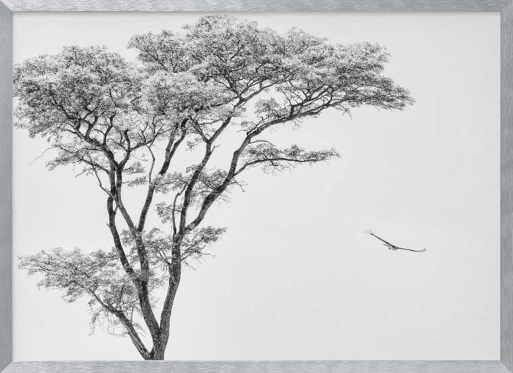 Black and white photograph of a large tree with a single bird flying against a light sky, nature wall art.