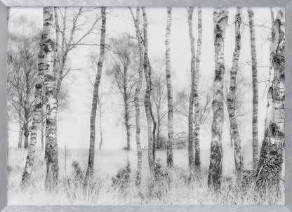 A framed black and white photograph of a misty birch forest. The distinctive white and black trunks of the trees stand in the foreground and recede into a foggy background, with tall, light-colored grass at their base. Decor