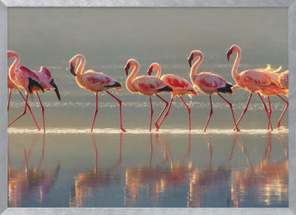 A photograph of a line of pink flamingos wading from left to right through shallow water, their reflections shimmering below them. The warm light of sunrise or sunset illuminates the scene, creating a soft glow on the birds and the water. Artwork