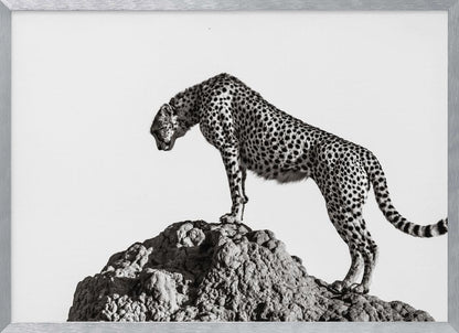 A high-contrast, black and white photograph of a cheetah standing atop a textured rock formation against a plain white background. The cheetah is shown in profile, looking downwards. The image is enclosed in a silver frame. Artwork