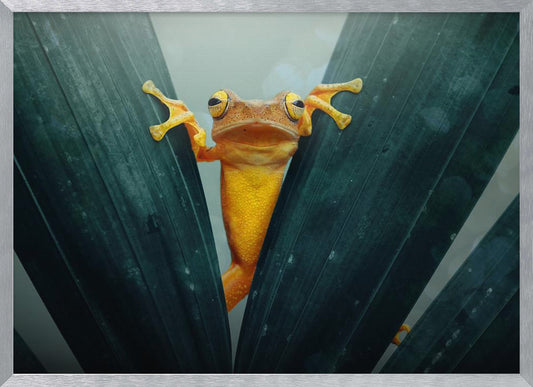 Gold Frog - Poster / Art Print