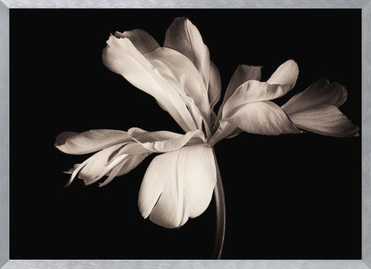 A dramatic, sepia-toned close-up photograph of a large, fully bloomed flower with soft, flowing petals, set against a solid black background and enclosed in a silver frame. Decor