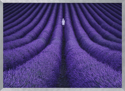 A high-angle photograph of a vast lavender field with the flowers planted in long, curving rows, creating a mesmerizing purple pattern. A single person wearing a white dress and a hat walks away from the camera down a path between the rows. The image is presented within a silver-colored frame. Artwork