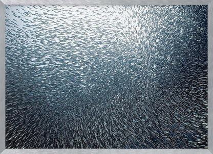 A massive, swirling school of countless small, silvery fish underwater, creating a dense, textured pattern. The light source from above illuminates the upper part of the school against a bright background, which darkens to a deep blue in the lower part of the image. The entire artwork is presented within a silver frame. Decor