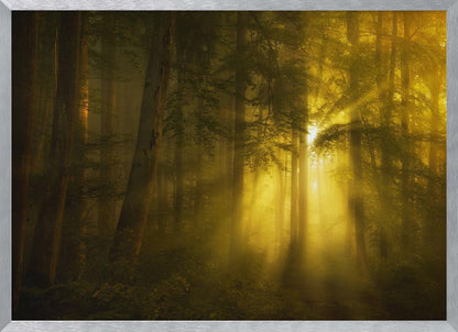 A landscape photograph of a dense, misty forest where golden sunbeams dramatically stream through the tall trees, illuminating the fog and creating a magical, ethereal atmosphere. The image is enclosed in a silver frame. Poster