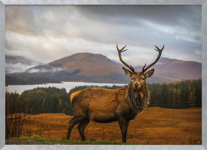 A majestic red deer stag with large antlers stands on a grassy hill, looking directly forward. In the background, a serene lake is surrounded by a dense forest and misty mountains under a dramatic, cloudy sky. The entire photograph is displayed within a silver-colored frame. Poster