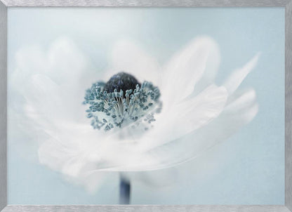 A dreamy, soft-focus macro photograph of a single white anemone flower. The flower has a dark center surrounded by delicate blue-tipped stamens. The background is a soft, pale blue, and the entire image is presented within a silver frame. Wall Art
