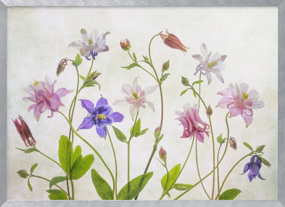 A delicate arrangement of various columbine flowers in shades of purple, pink, white, and red, with bright green leaves and stems against a soft, light-textured background, enclosed in a silver frame. Artwork
