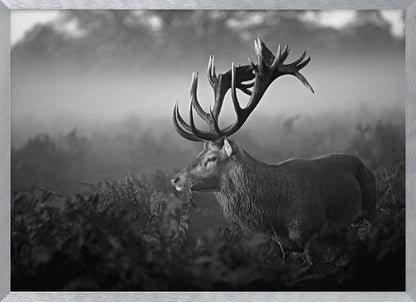 A majestic stag with large antlers is captured in a black and white photograph, standing in a field of ferns with a foggy forest in the background. The image has a moody and atmospheric quality and is displayed within a silver frame. Poster