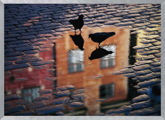 Pigeons - Poster / Art Print