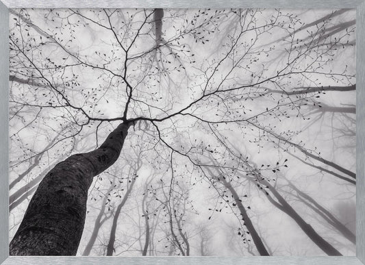 A view of the tree crown - Poster / Art Print