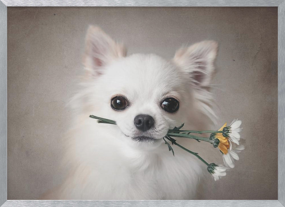 Chihuahua with flowers - Poster / Art Print