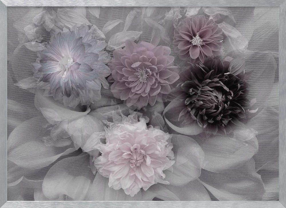 A soft-focus floral artwork in a silver frame, featuring a dense arrangement of dahlias. The image is mostly grayscale, with the flowers highlighted in muted tones of lavender, mauve, and deep purple for a dreamy, romantic feel. Print