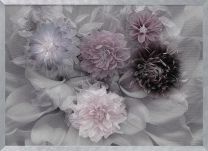 A soft-focus floral artwork in a silver frame, featuring a dense arrangement of dahlias. The image is mostly grayscale, with the flowers highlighted in muted tones of lavender, mauve, and deep purple for a dreamy, romantic feel. Print