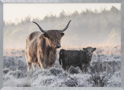 A framed photograph of a shaggy brown Highland cow and its small black calf standing together in a frosty field during a misty morning. Poster