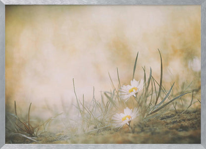 A soft-focus, dreamy photograph of two small white daisies with yellow centers nestled among blades of green grass. The background is a blurry wash of warm beige and golden light, creating a serene and gentle atmosphere. The artwork is enclosed in a silver frame. Decor