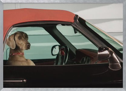 A Weimaraner dog sits in the driver's seat of a black convertible car with a red soft top. The dog is looking out the side window with a calm expression. Artwork