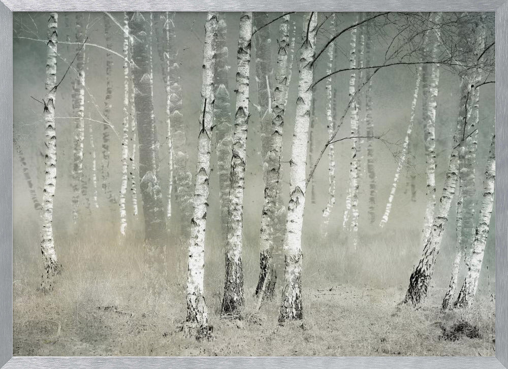 A framed photograph of a dense birch forest shrouded in thick, grey fog. The white and black patterned bark of the numerous birch trees stands out against the muted, ethereal background, creating a serene and moody atmosphere. Poster