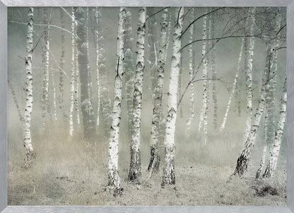 A framed photograph of a dense birch forest shrouded in thick, grey fog. The white and black patterned bark of the numerous birch trees stands out against the muted, ethereal background, creating a serene and moody atmosphere. Poster