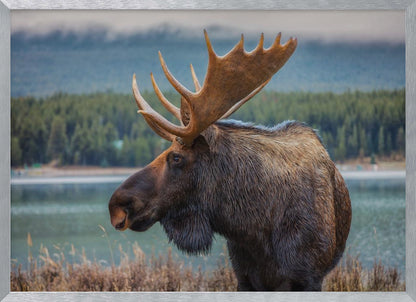 A close-up, side profile photograph of a majestic bull moose with large, impressive antlers, standing by the edge of a calm lake with a misty, pine-covered mountain range in the background, all enclosed in a silver frame. Decor