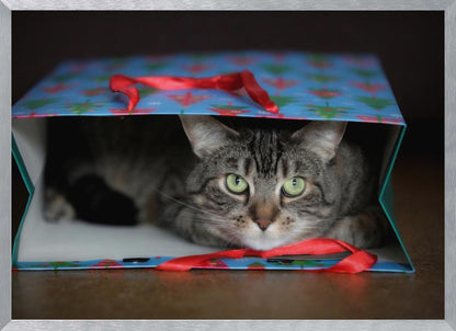 A close-up photograph of a grey tabby cat with bright green eyes peeking out from inside a blue holiday gift bag with a red ribbon in the foreground, all enclosed in a silver frame. Print