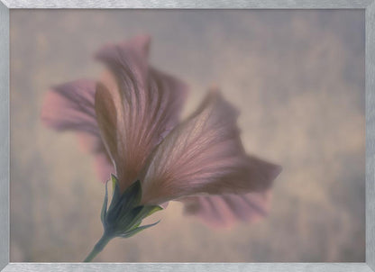 A dreamy, soft-focus photograph of a single pink flower seen from a low angle, with delicate, translucent petals against a muted, hazy background, presented in a silver frame. Print