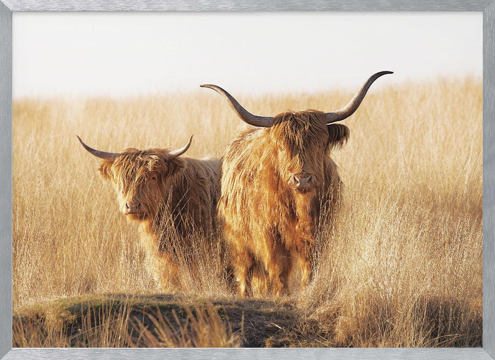 A framed photograph of two majestic Highland cattle with long, shaggy reddish-brown fur and impressive curved horns, standing together in a sunlit field of tall, golden-brown grass. Artwork