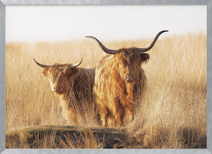 A framed photograph of two majestic Highland cattle with long, shaggy reddish-brown fur and impressive curved horns, standing together in a sunlit field of tall, golden-brown grass. Artwork